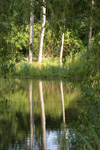 Naturaufnahme mit Spiegelung