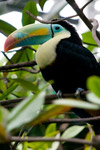 Vogel im Zoo Köln